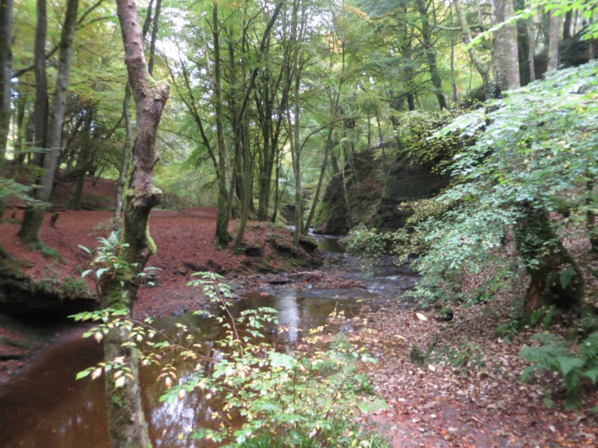 Picture of woodland at The Den of Alyth