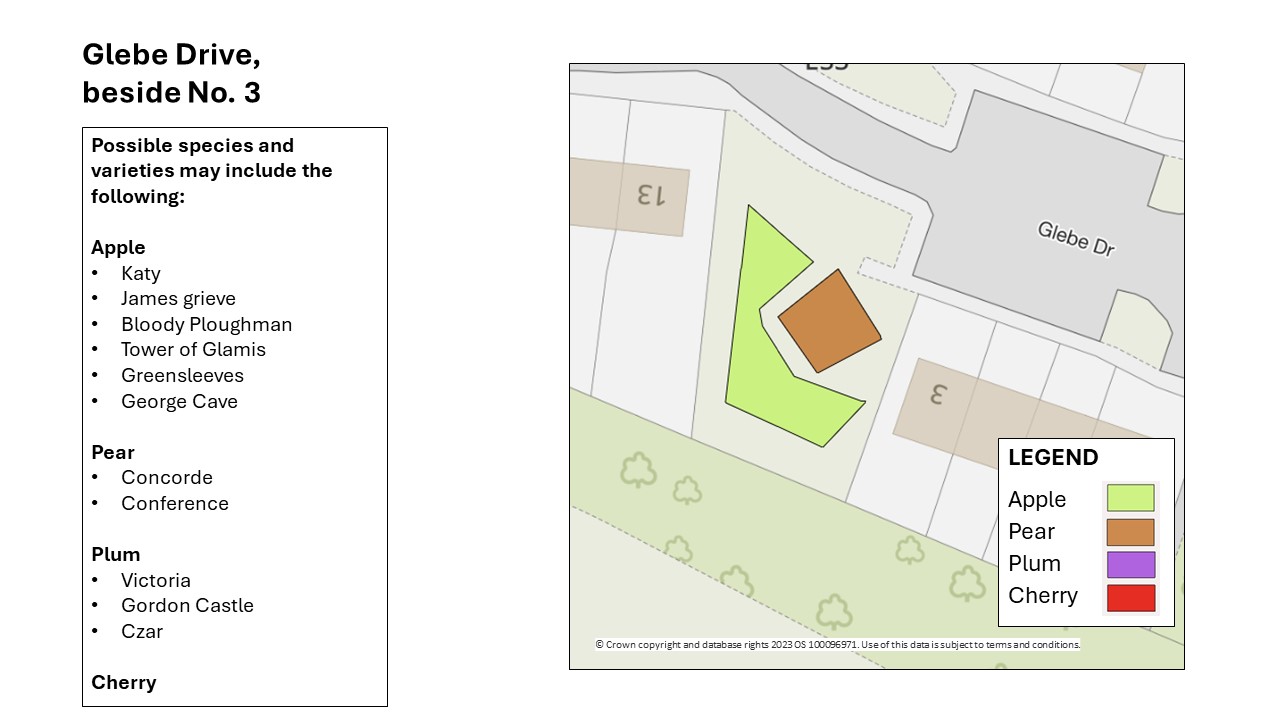 plan shows an area designated for pear trees to the east of a larger area of apple trees, both are situated on an area of grass beside number 3 Glebe Drive.  The species and varieties will include the following:  Apple - Katy, James grieve, Bloody Ploughman, Tower of Glamis, Greensleeves, George Cave.  Pear  will be Concorde and Conference