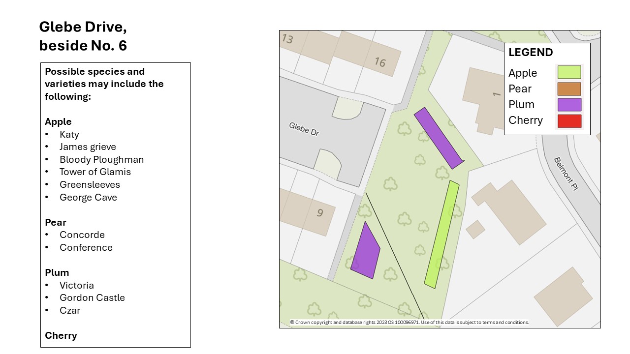 plan shows an area designated for apple trees to the east of a 2 smaller areas for plums. These areas are situated on an area of grass with existing trees beside number 6 Glebe Drive.  The species and varieties will include the following:  Apple - Katy, James grieve, Bloody Ploughman, Tower of Glamis, Greensleeves, George Cave.  Plum will be Victoria, Gordon Castle and Czar.