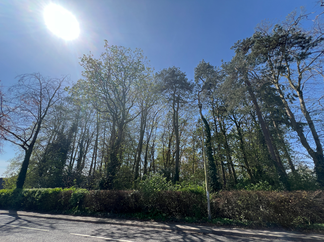 photo of the woodland area at Wildwood, Stanley showingthe sunlight shining through tall trees, with a mixed beech hedge running along the edge of the woods by a pavement.